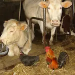 Ferme Hurlet Сasa de vacaciones Stavelot