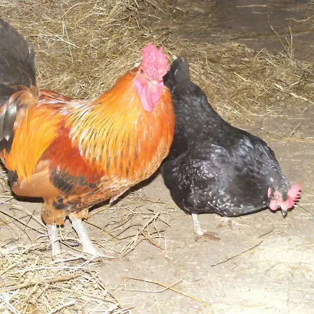 Hébergement de vacances Ferme Hurlet *